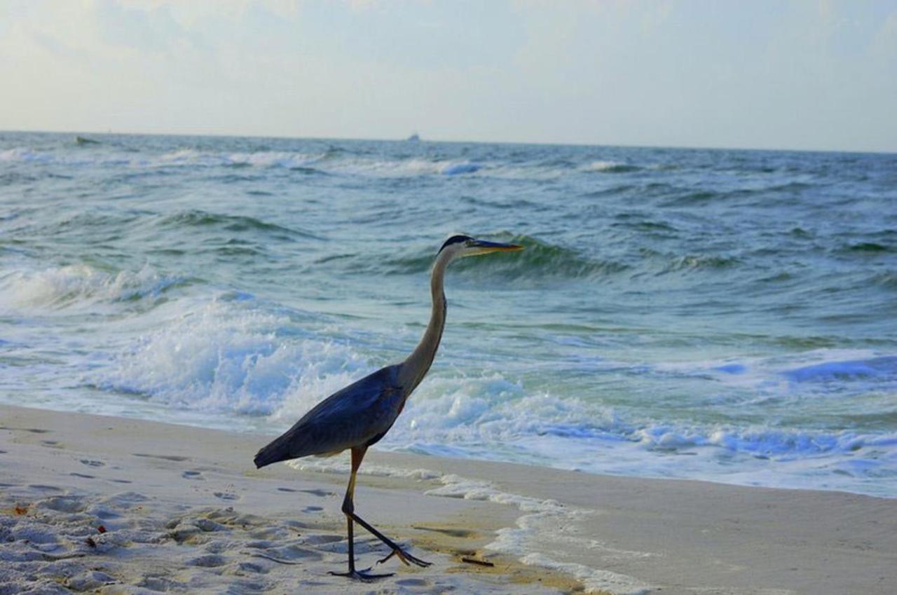 Tropical Winds 403 By Albvr - 2Br, 2Ba Beachfront Beauty With Incredible Views, Outdoor Pool, Fitness Room, And Grill Area Gulf Shores Ngoại thất bức ảnh